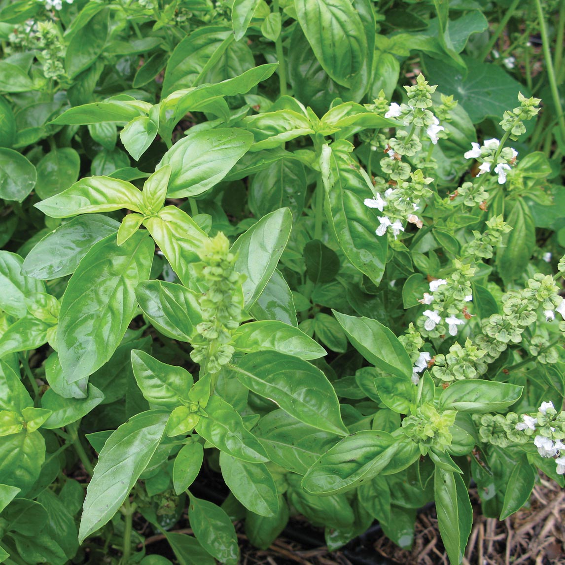 Basil Sweet