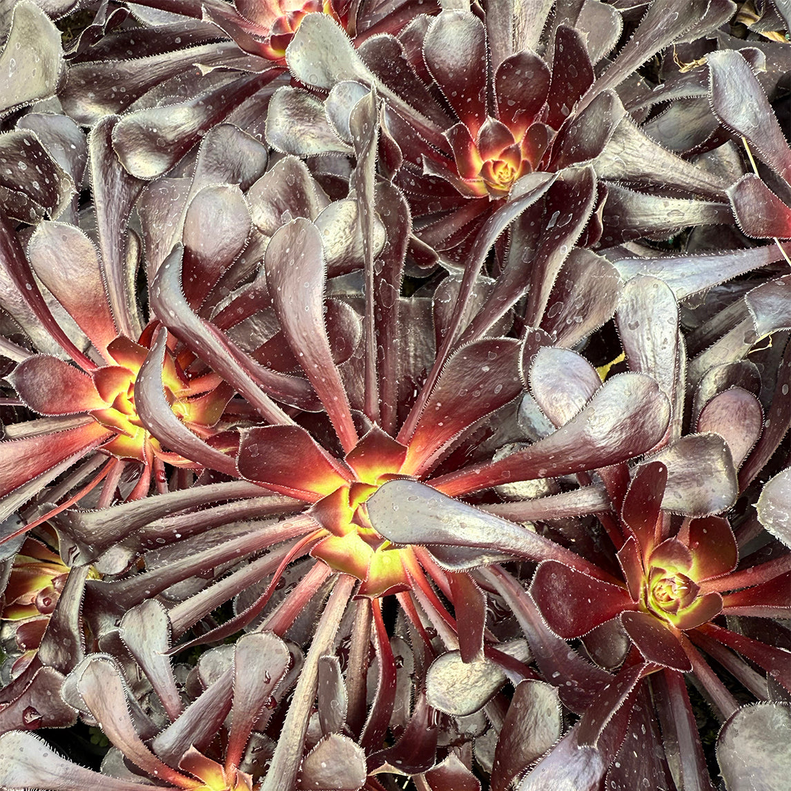 Aeonium Arboreum Schwarzkopf