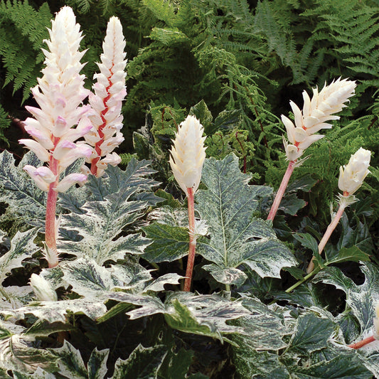 Acanthus 'White Water'