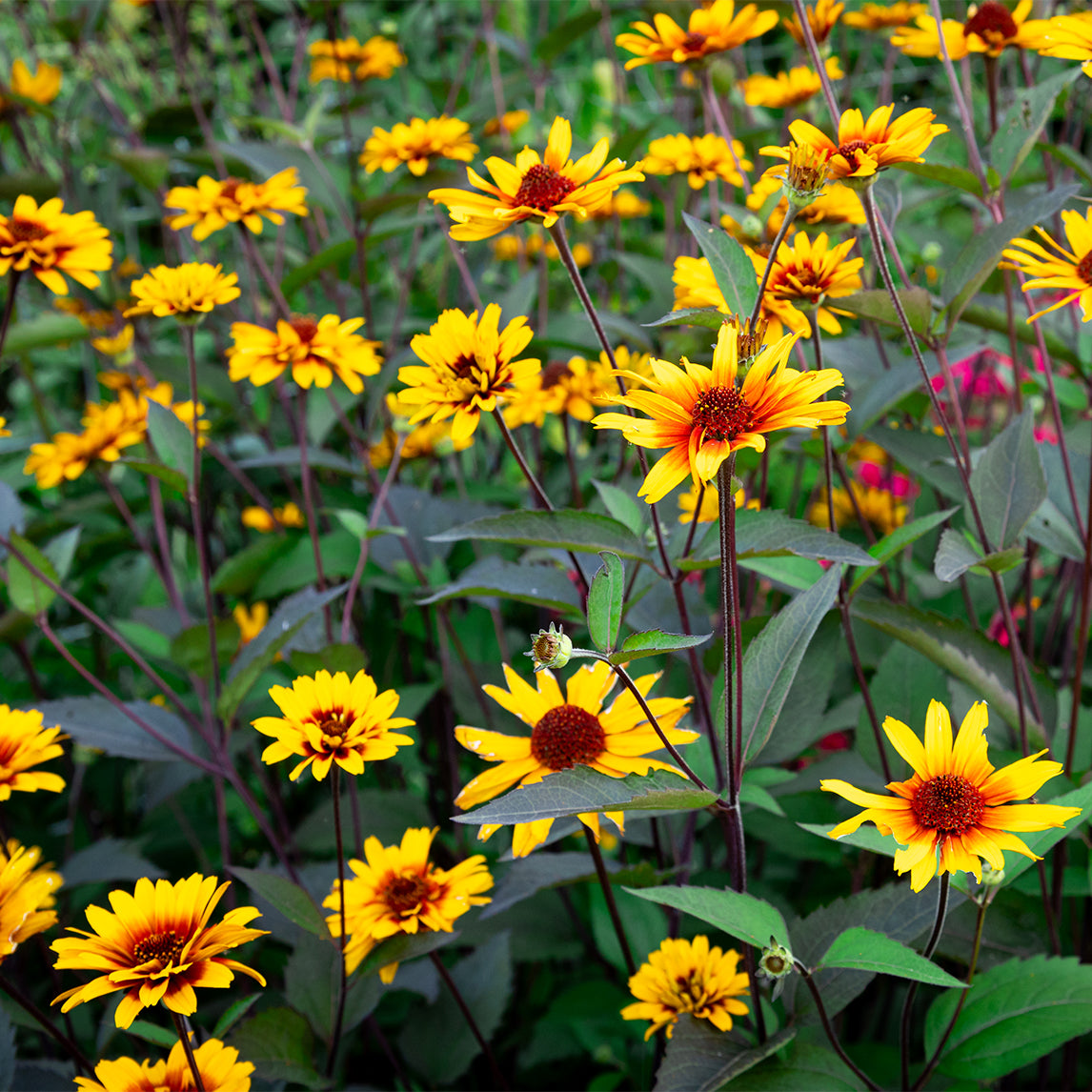 Heliopsis 'Burning Hearts'