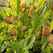 Abutilon 'Little Imp Chinese Lantern'