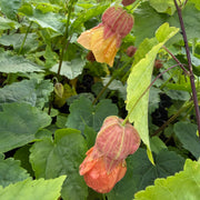 Abutilon 'Little Imp Chinese Lantern'