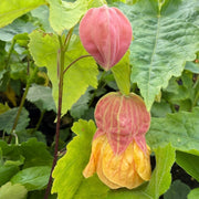 Abutilon 'Little Imp Chinese Lantern'