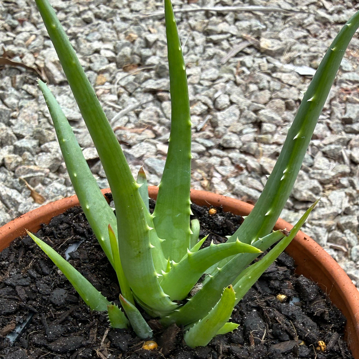 Aloe 'Hedgehog'