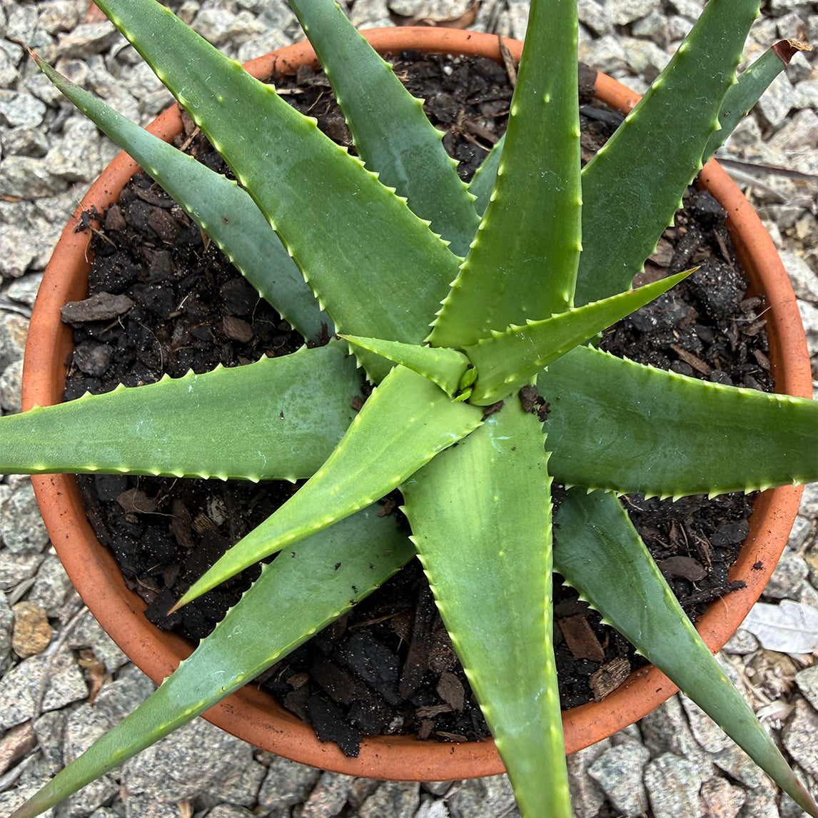 Aloe 'Sea Urchin'