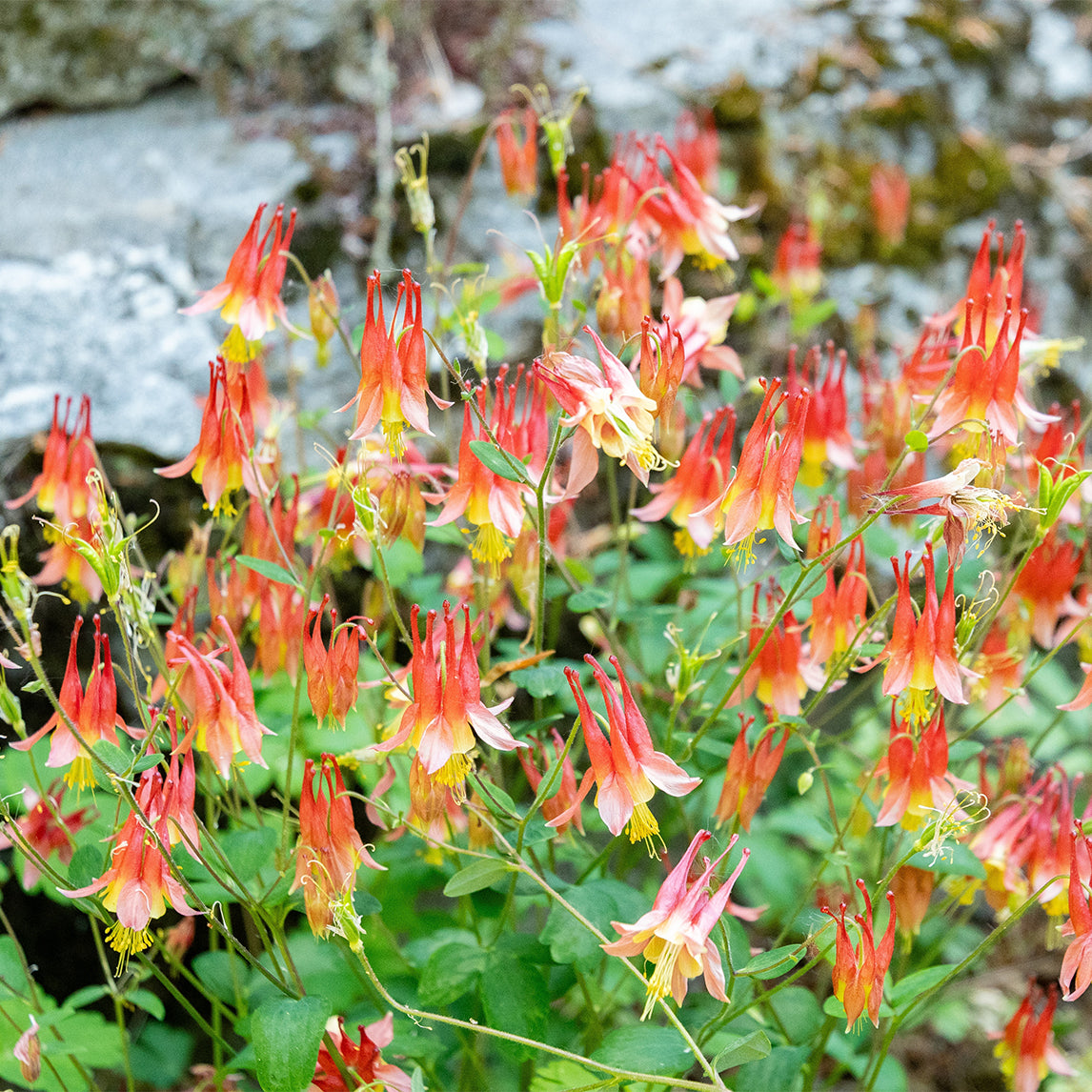 Red Columbine