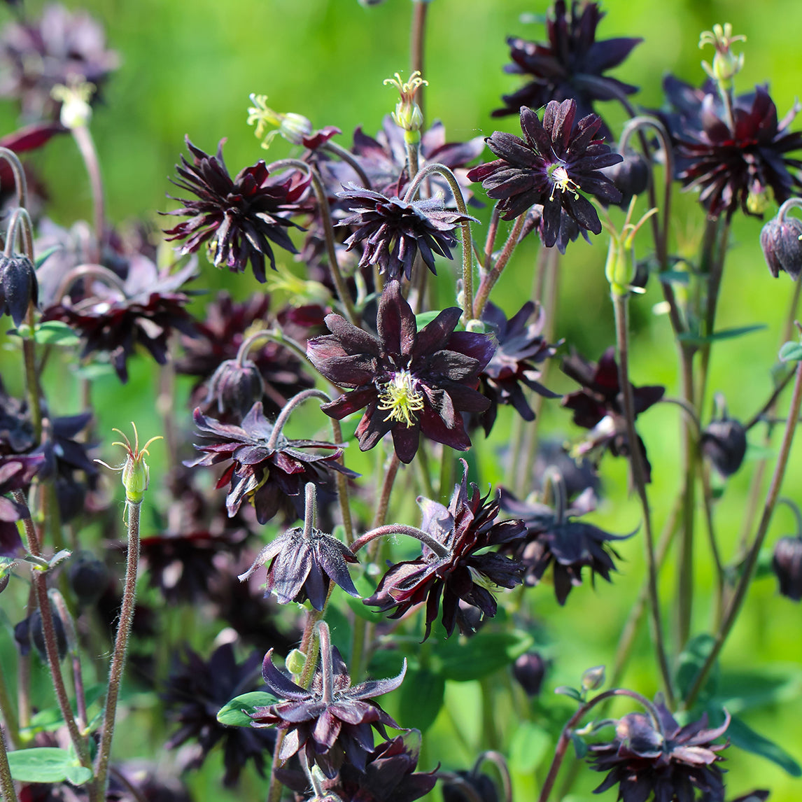 Aquilegia 'Black Barlow'