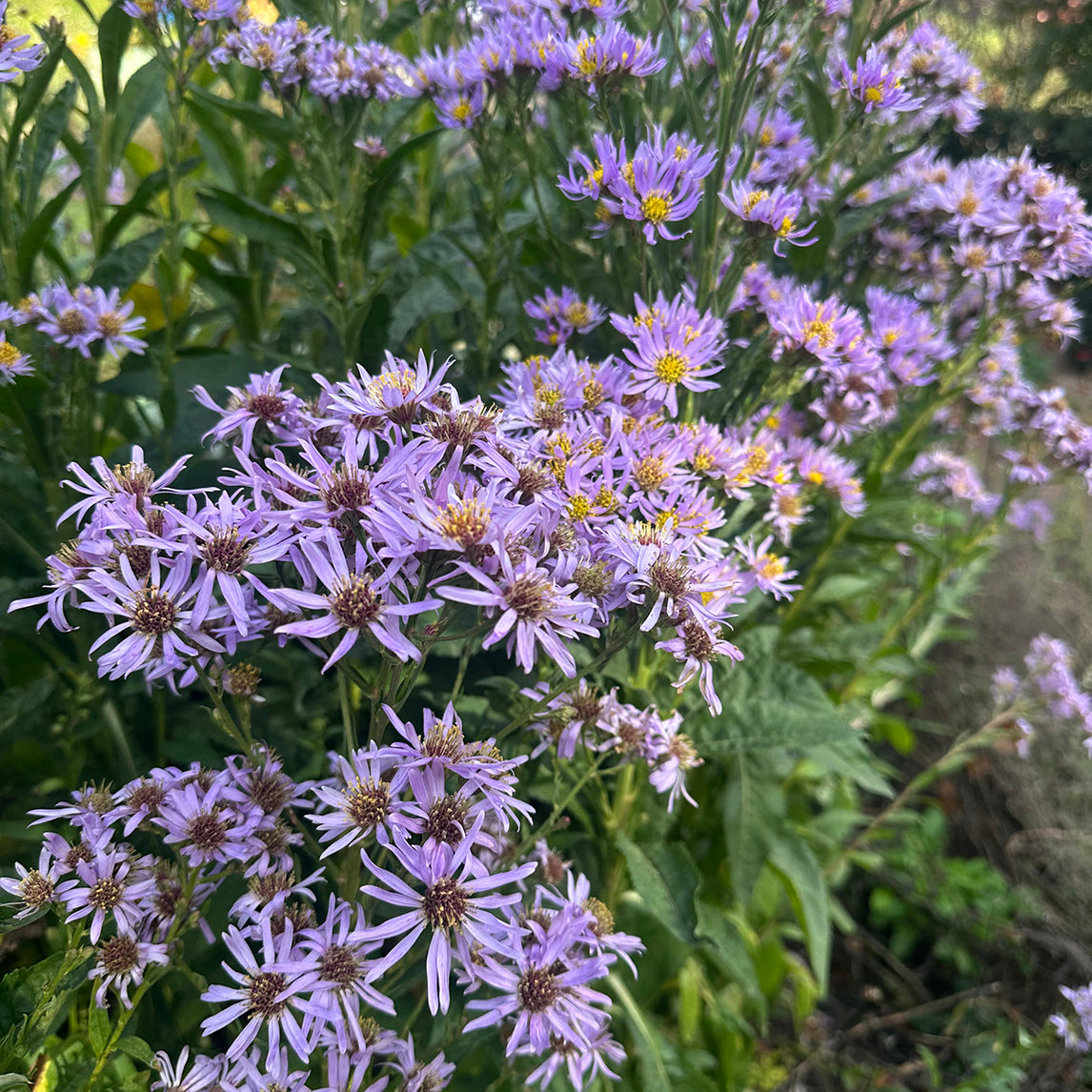 Tatarian Aster