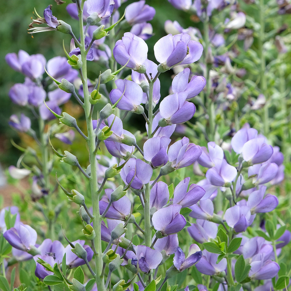 False Indigo