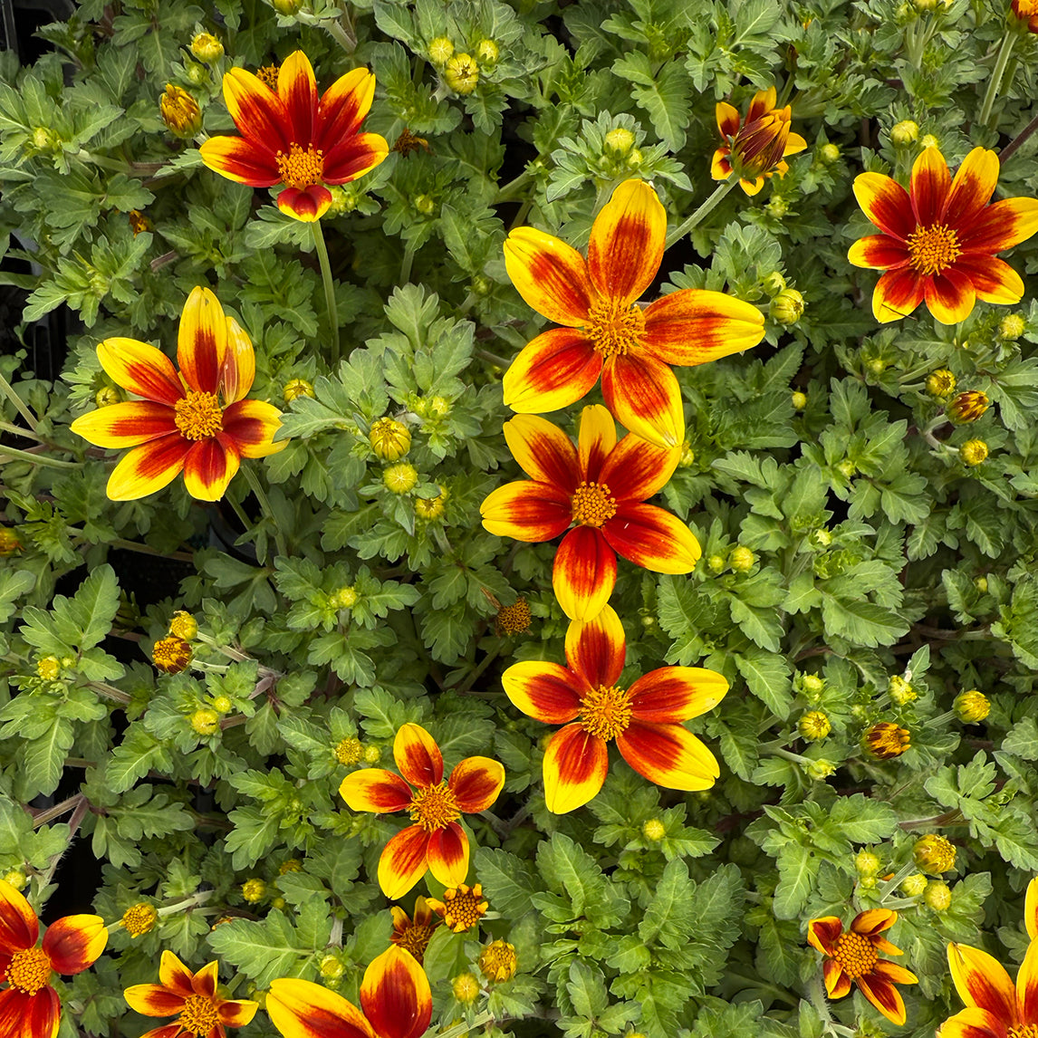 Bidens 'Bee Happy'