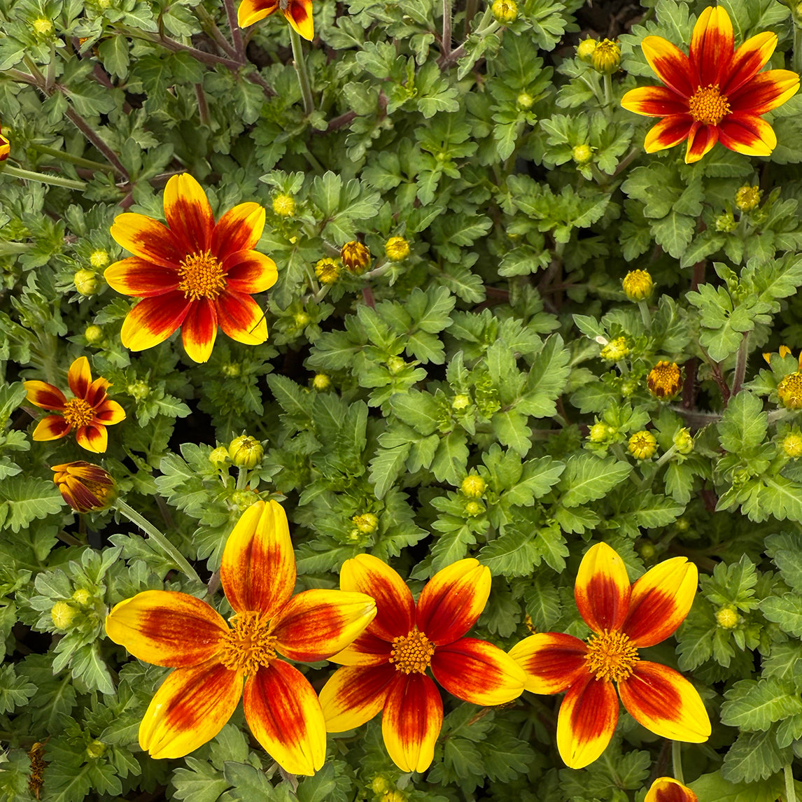 Bidens 'Bee Happy'