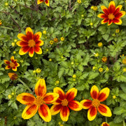 Bidens 'Bee Happy'