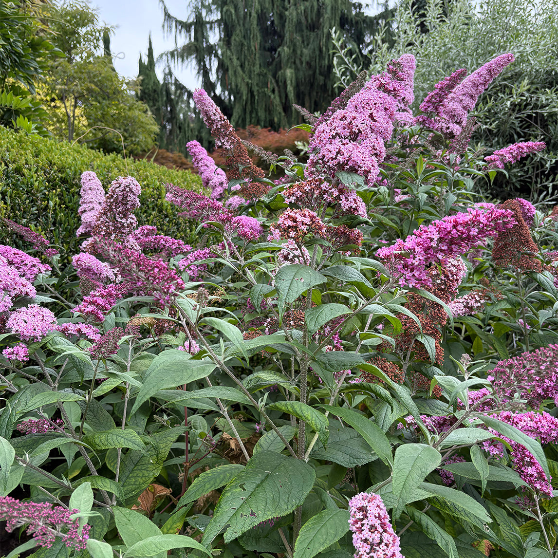 Buddleja 'Pink Delight'