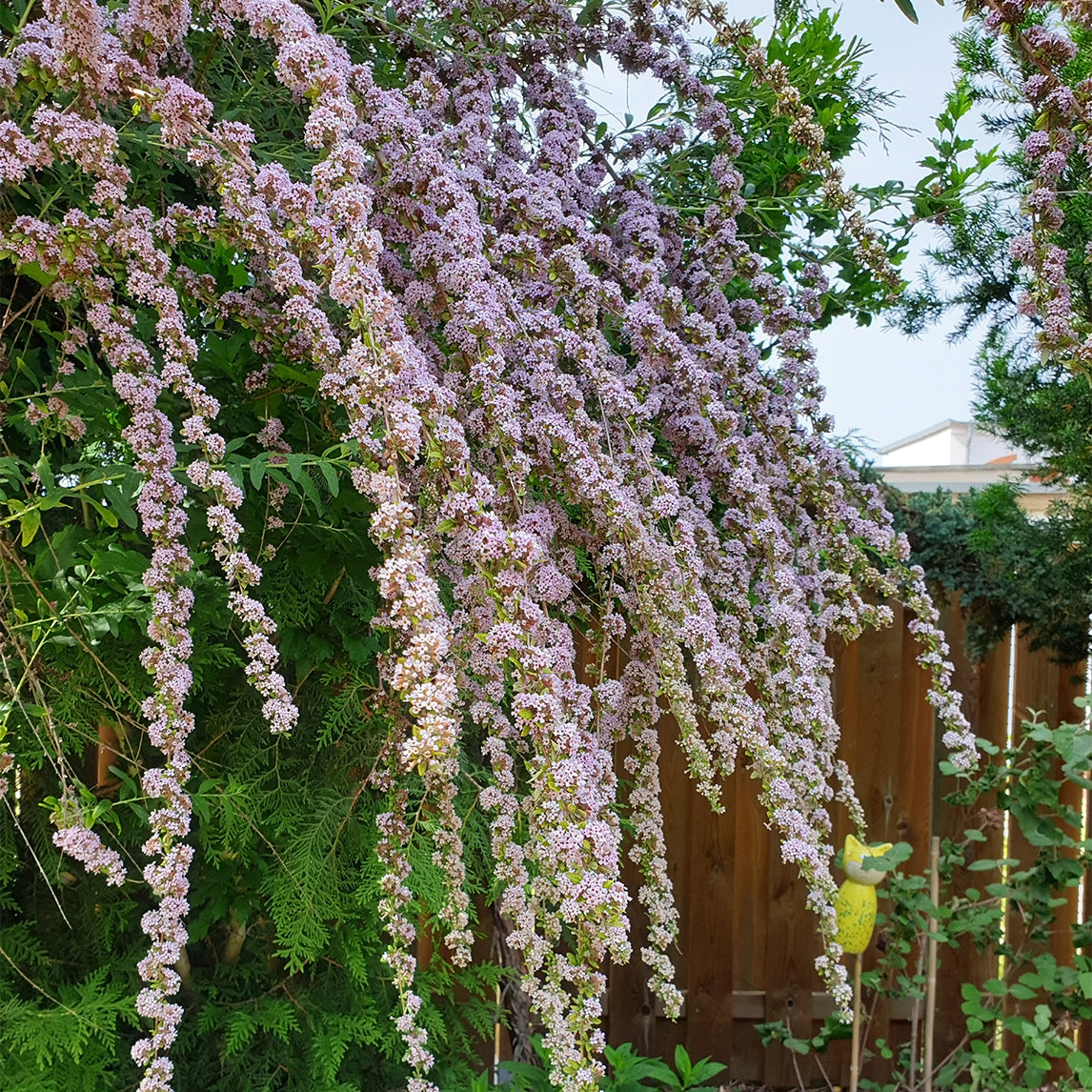 Buddleja alternifolia