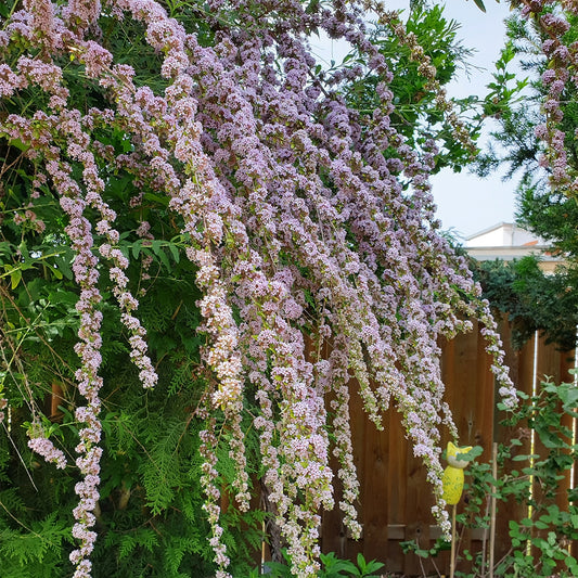 Buddleja alternifolia