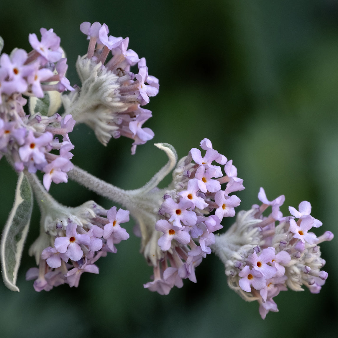 Buddleja Crispa
