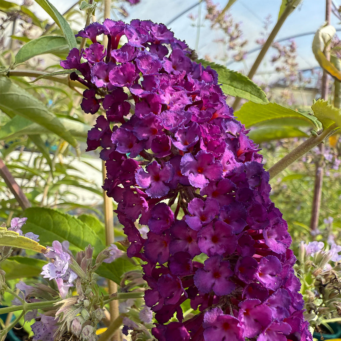 Buddleja 'Royal Red'
