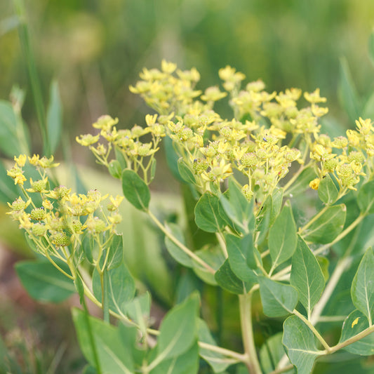Bupleurum fruticosum