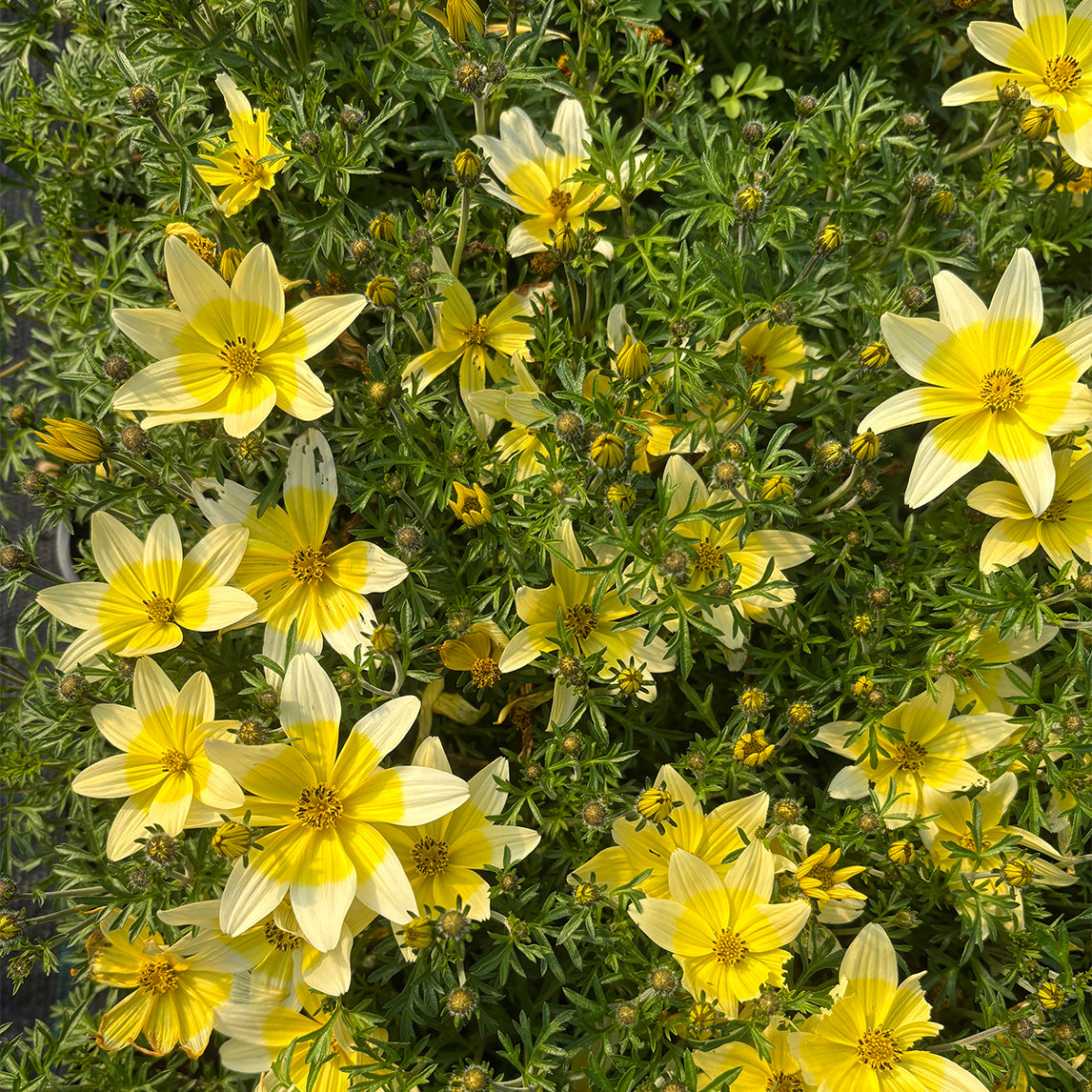 Bidens 'Yellow and White'