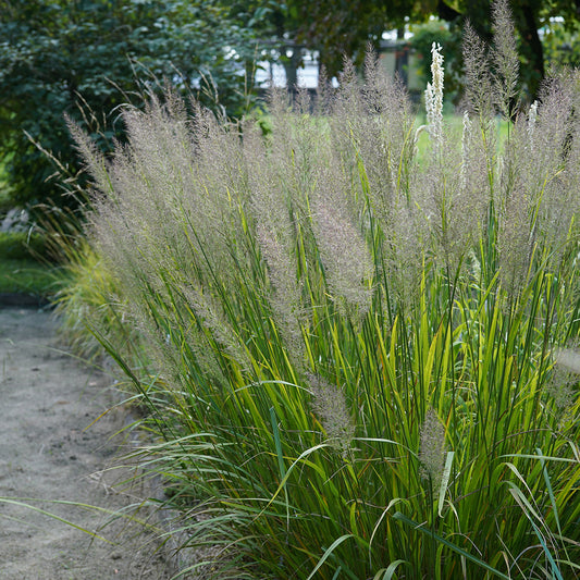 Calamagrostis brachytricha