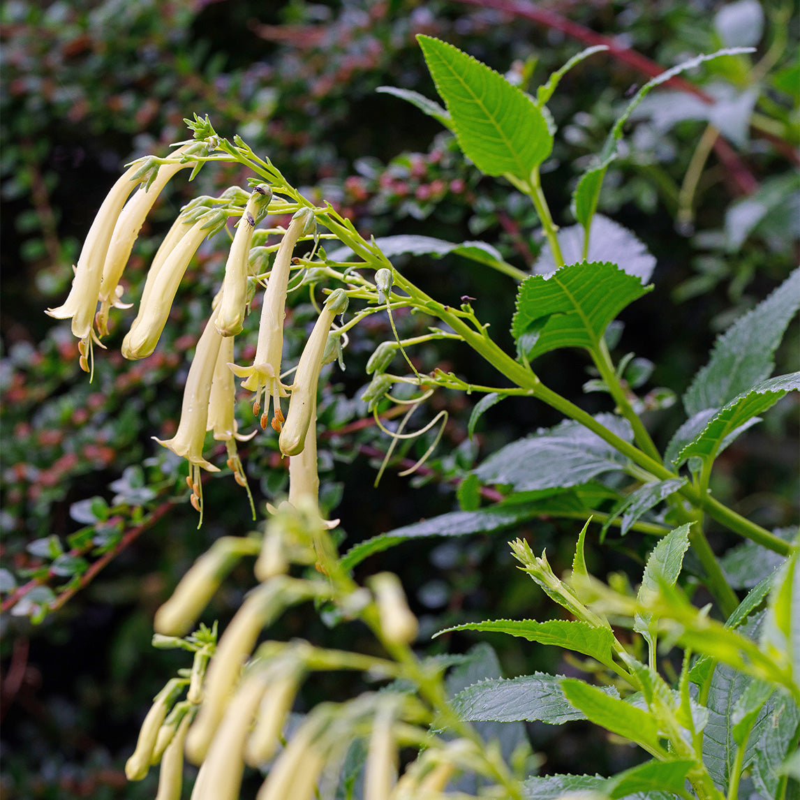 Cape Fuchsia 'Moonraker'