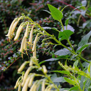 Cape Fuchsia 'Moonraker'