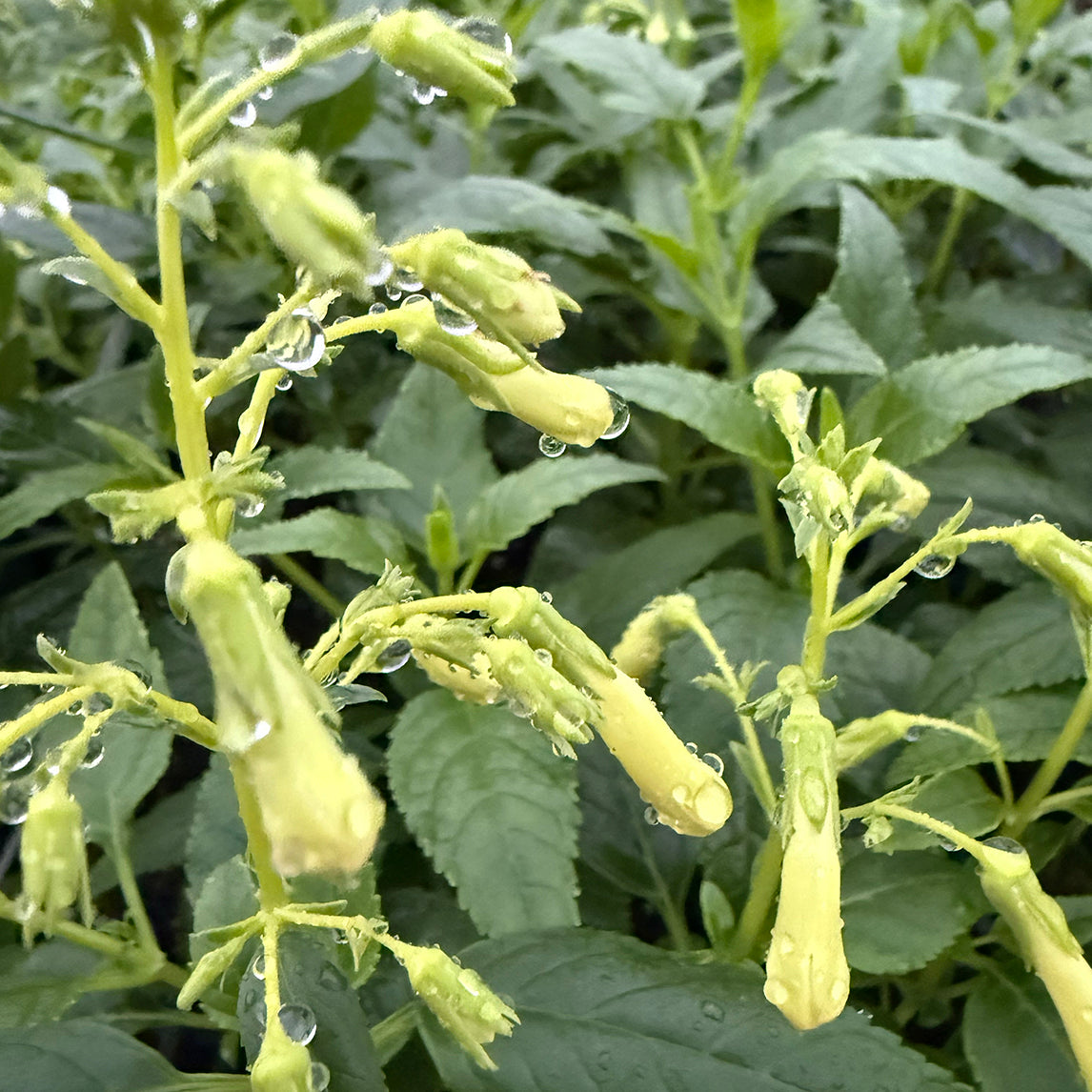 Cape Fuchsia 'Moonraker'