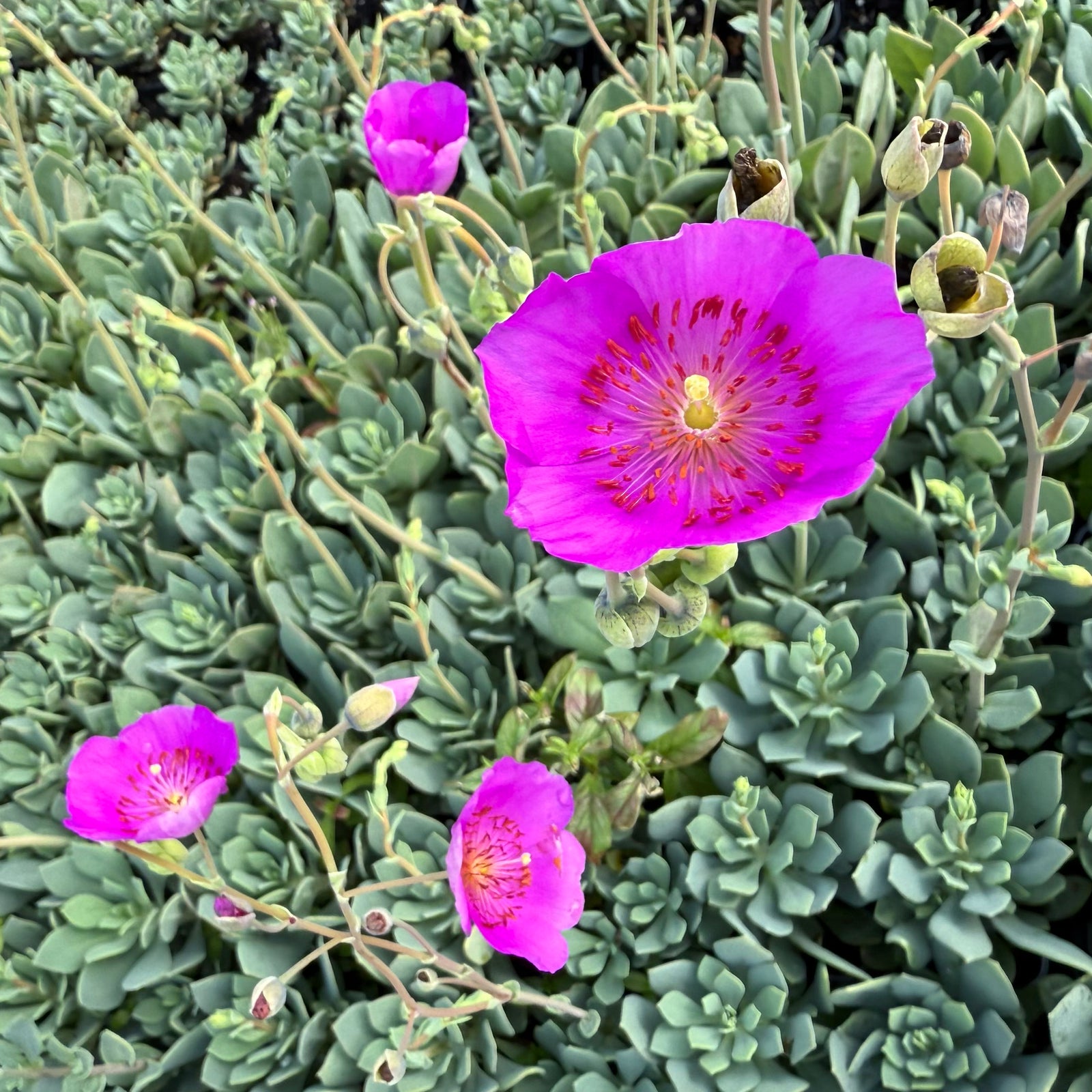 Calandrinia Spectabilis