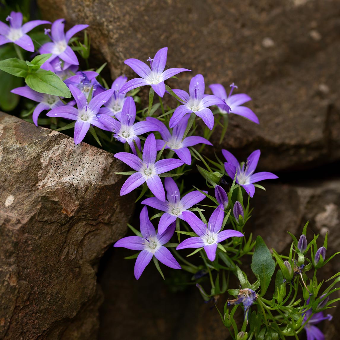 Serbian Bellflower