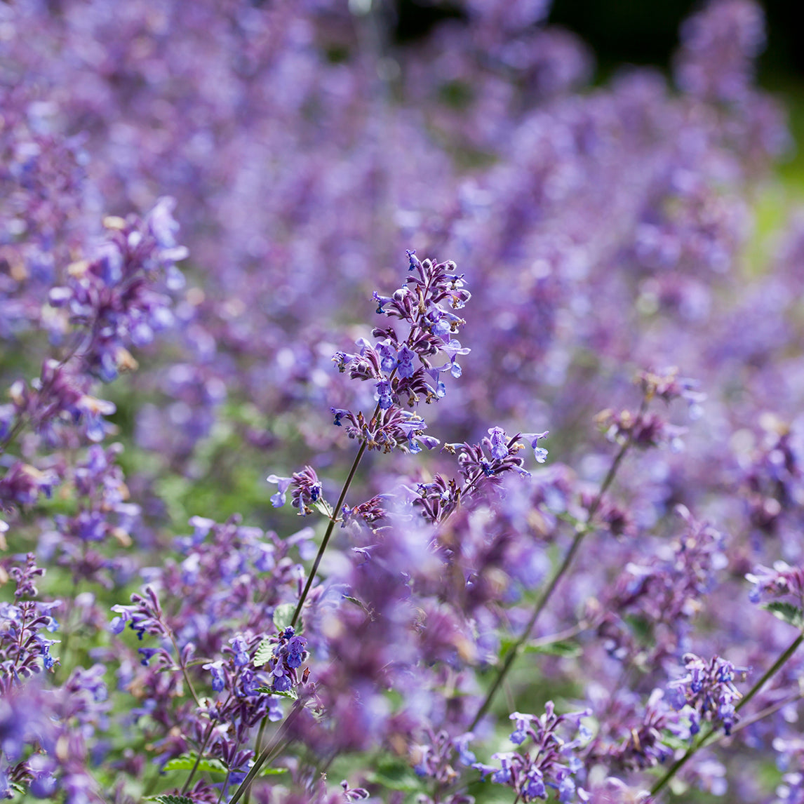 Catmint 'Six Hill Giant'