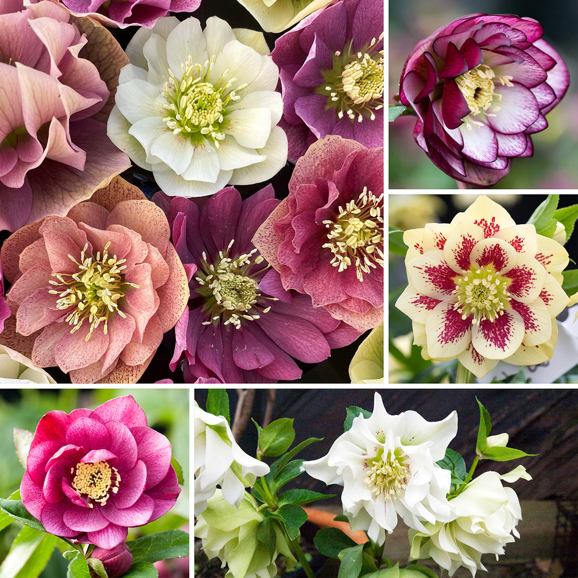Hellebore Garden Collection