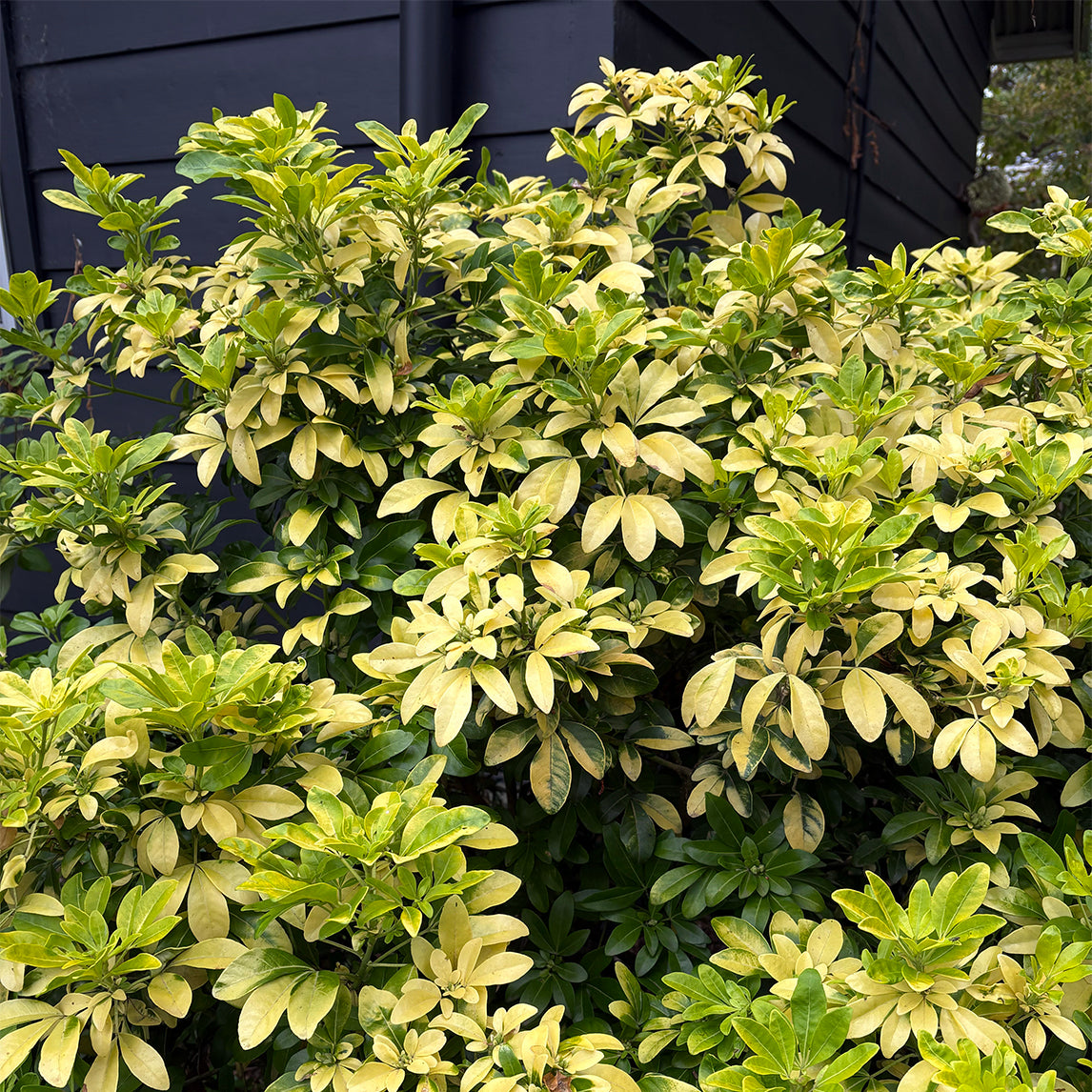 Choisya 'Sundance'