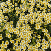 Chrysanthemum 'Snow Dome'
