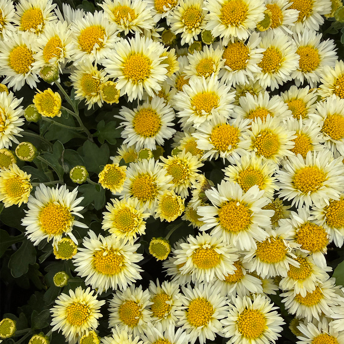 Chrysanthemum 'Snow Dome'