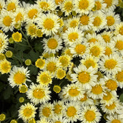 Chrysanthemum 'Snow Dome'