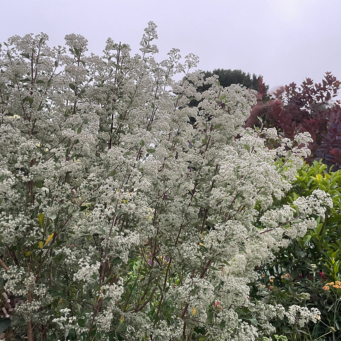Canary Island Smoke Bush