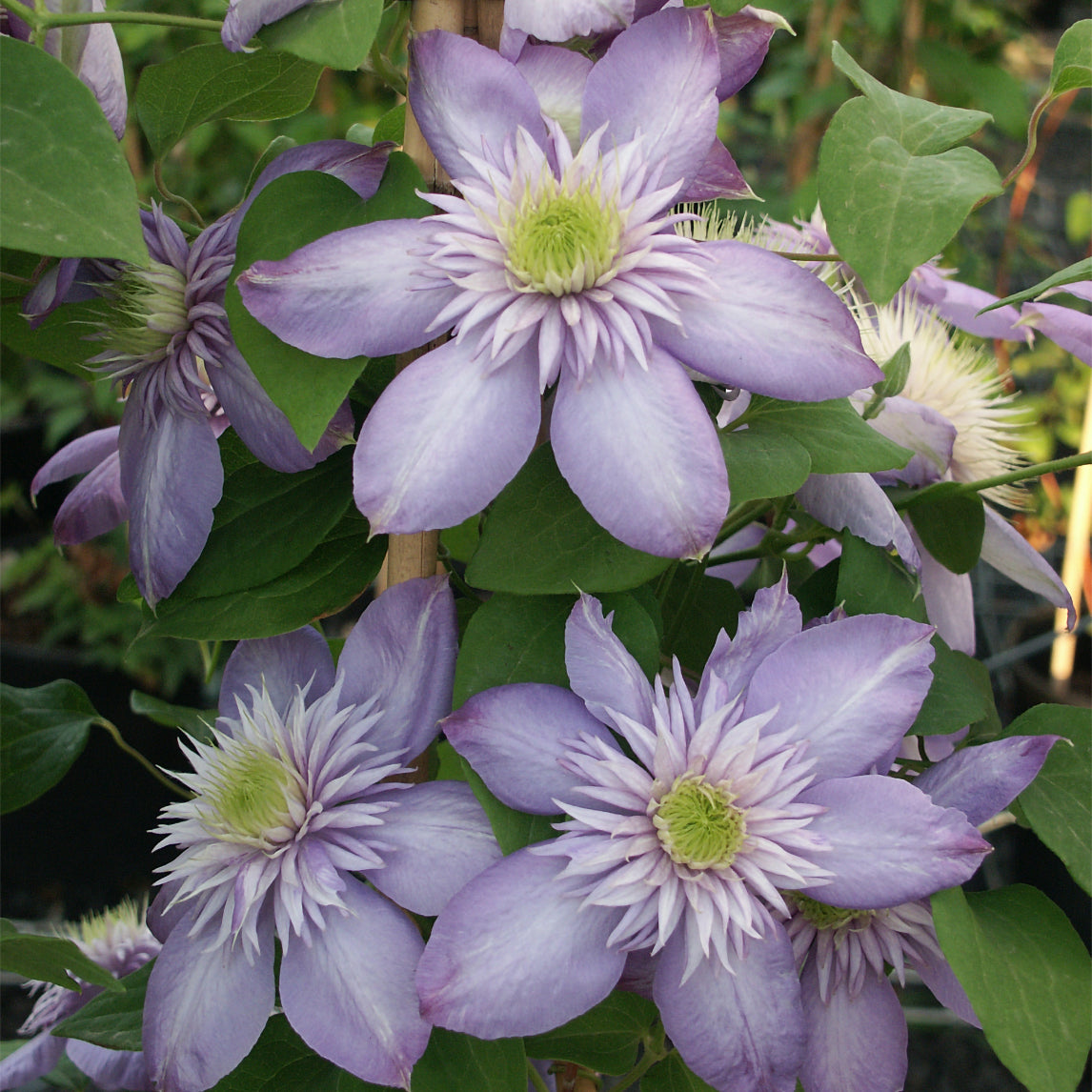 Clematis 'Blue Light'