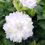 Clematis 'Chalcedony'