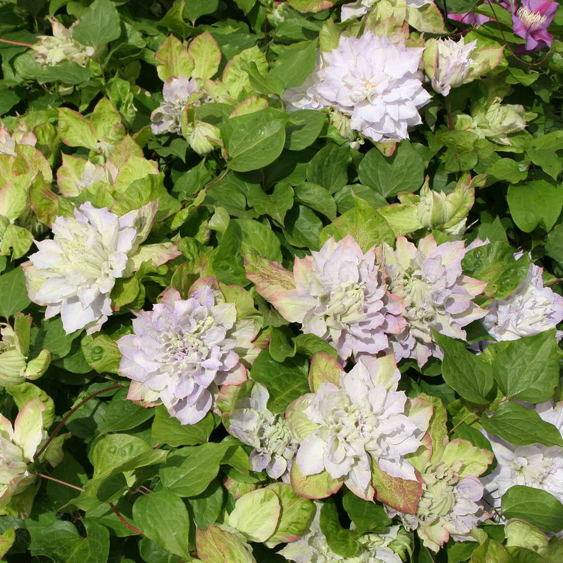 Clematis 'Chalcedony'