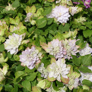 Clematis 'Chalcedony'