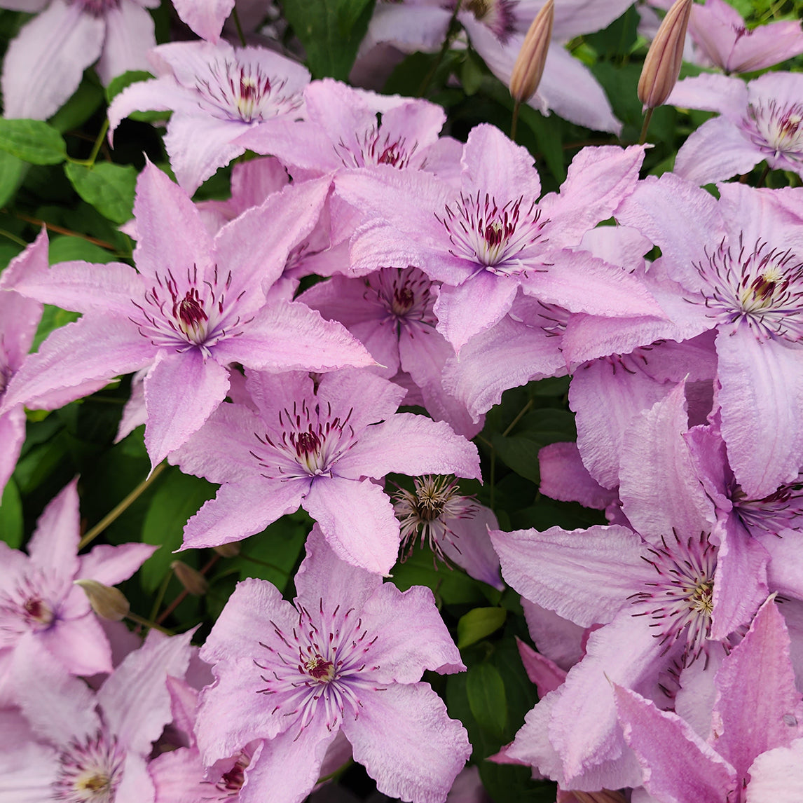 Clematis 'Hagley Hybrid'