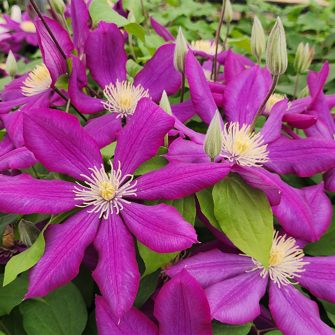 Clematis 'Lech Kaczynski'