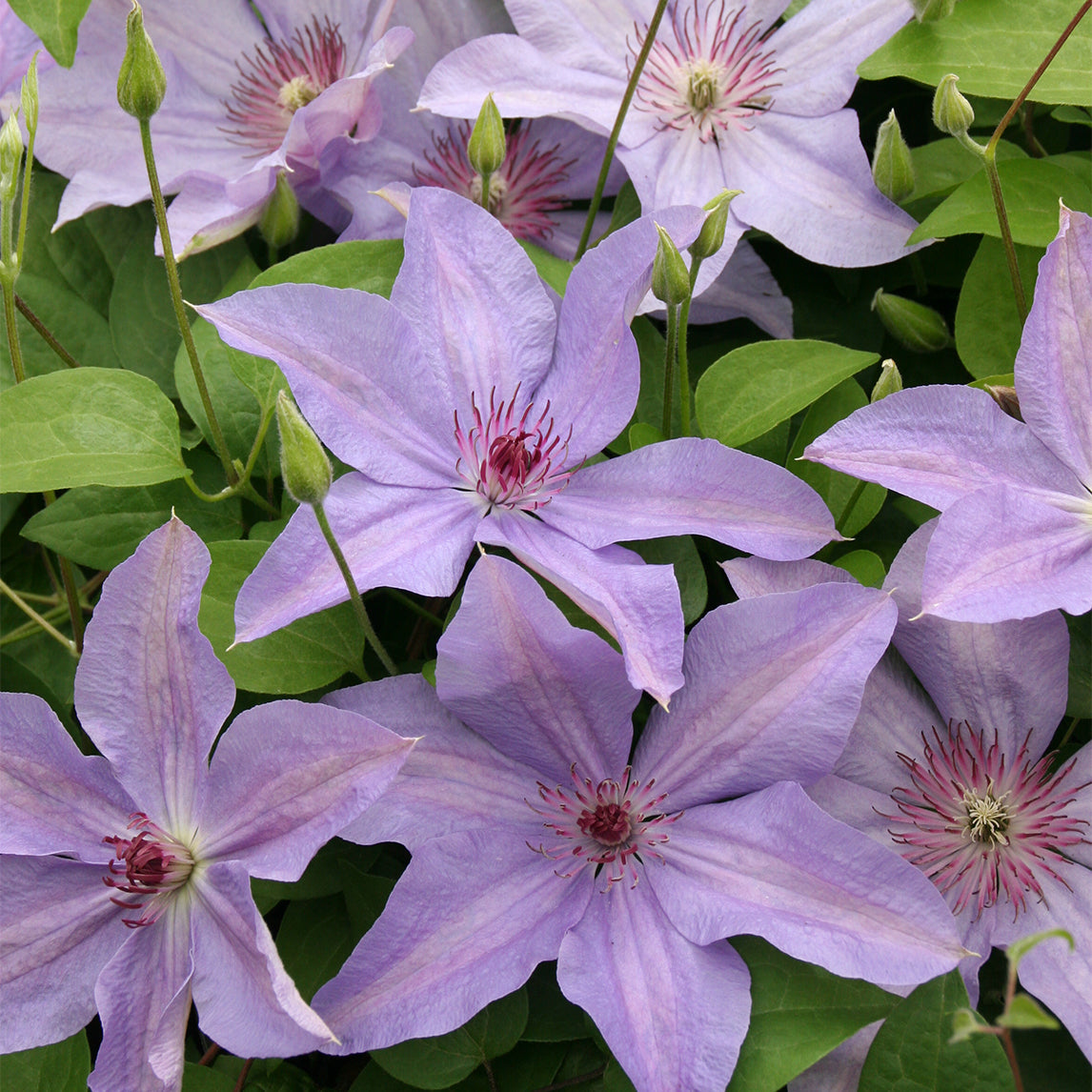 Clematis 'Minister'