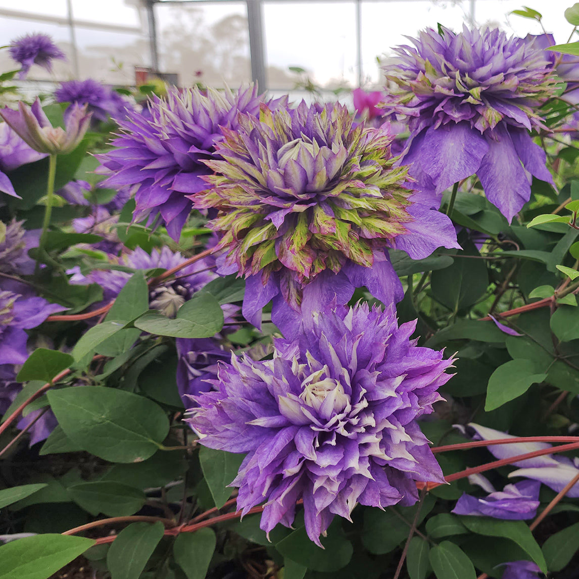 Clematis 'Belle of Taranaki'