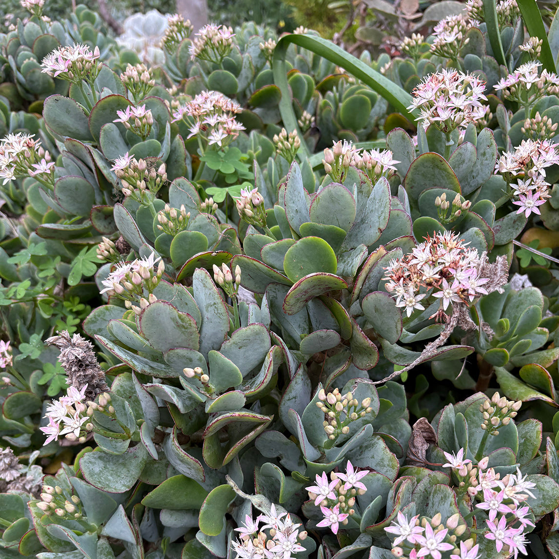 Crassula 'Bluebird'