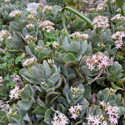 Crassula 'Bluebird'