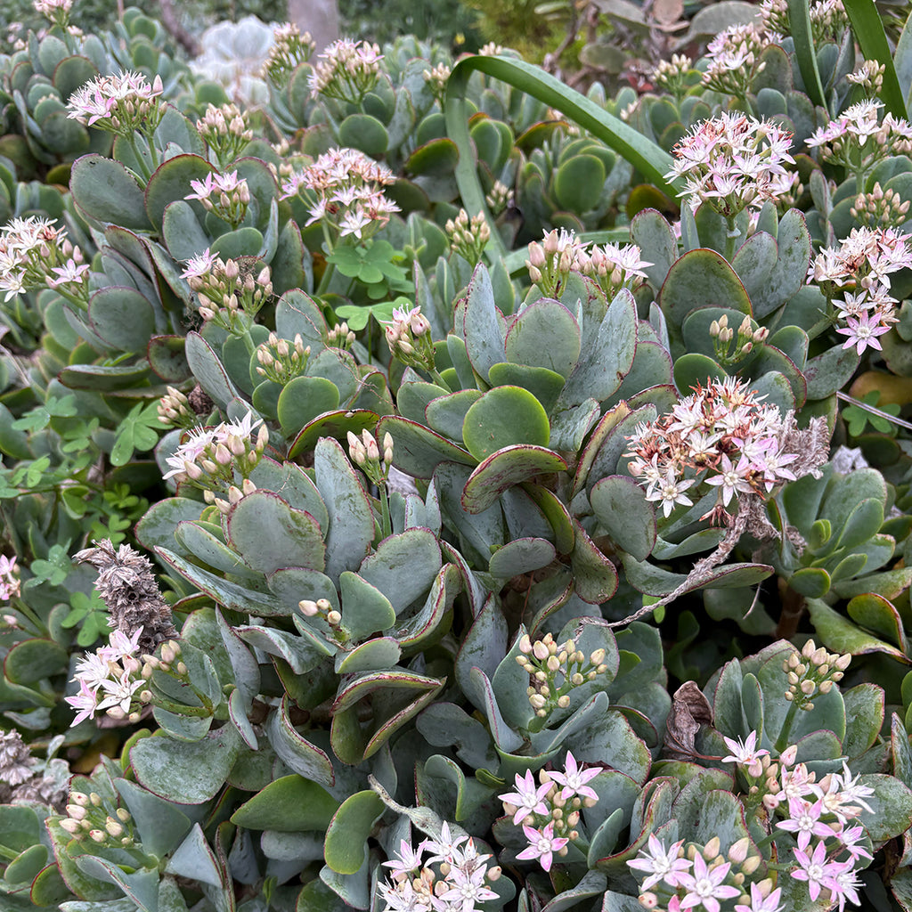 Crassula 'Bluebird'