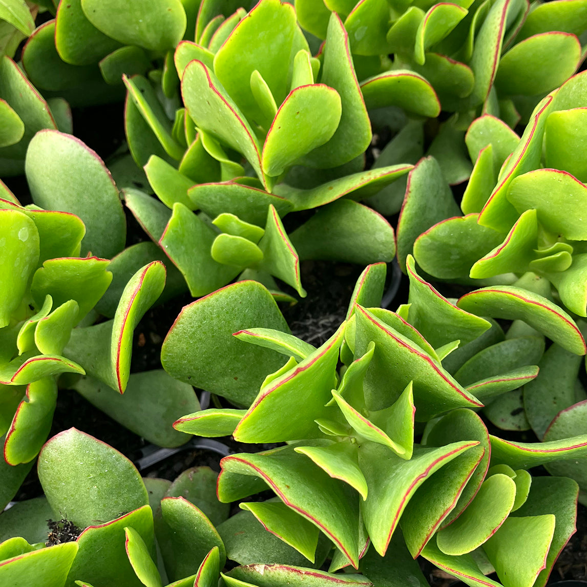 Crassula 'Bluebird'