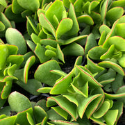 Crassula 'Bluebird'