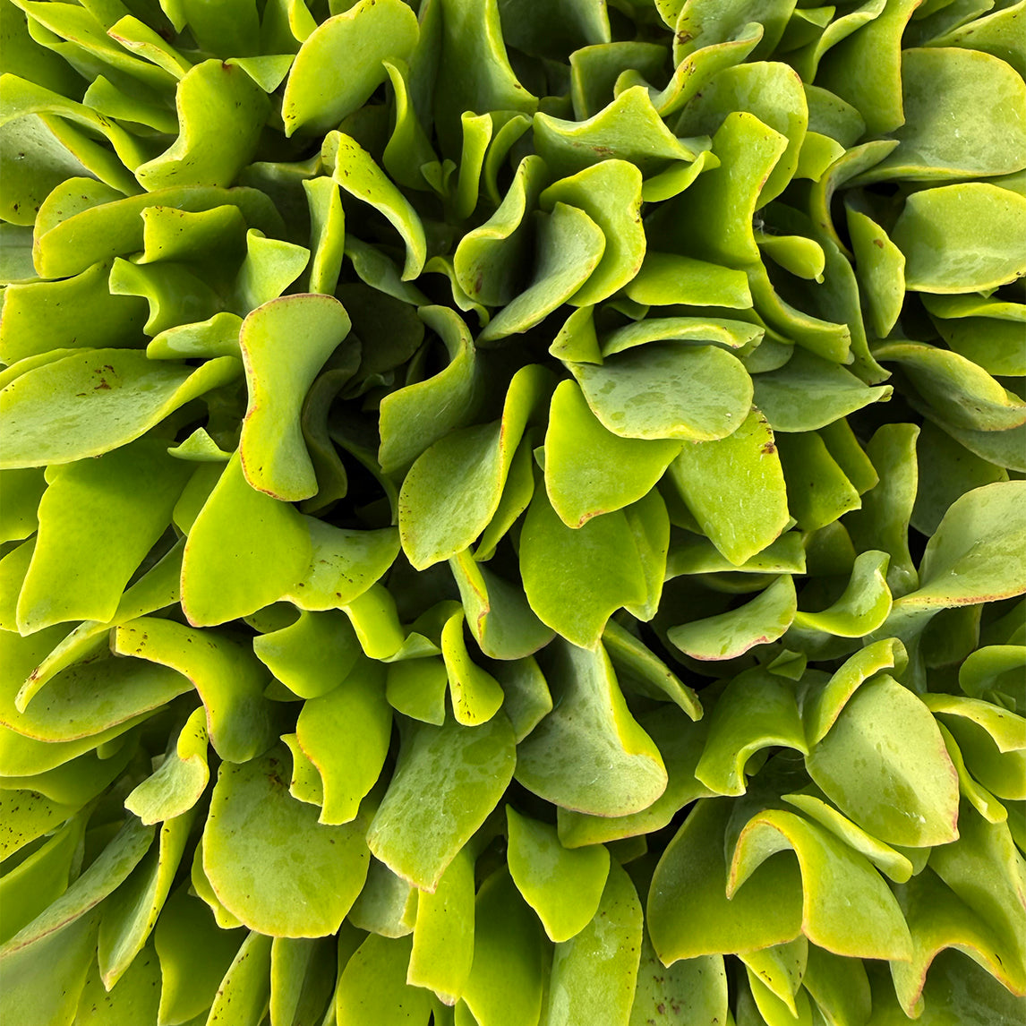 Crassula undulatifolia